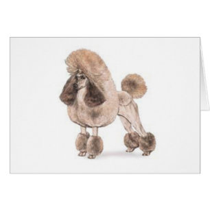 Cartão Poodle - Mostrar Casaco