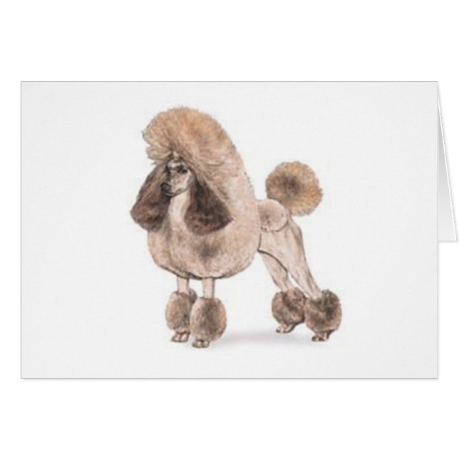 Cartão Poodle - Mostrar Casaco (Frente Horizontal)