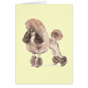 Cartão Poodle - Mostrar Casaco