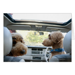 Cartão poodle padrão