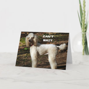 Cartão  POODLE PADRÃO diz "FELIZ ANIVERSÁRIO DE 60 ANOS"