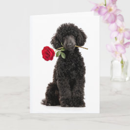 Cartão Poodle Valentine