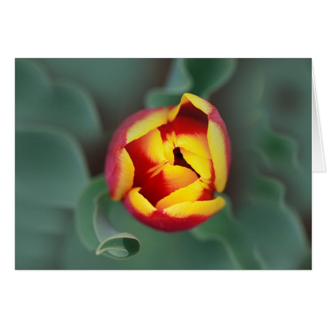 Cartão Pop (Frente Horizontal)