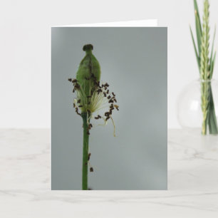 Cartão Poppies e sombra 12 Fotografia Floral Saudação C