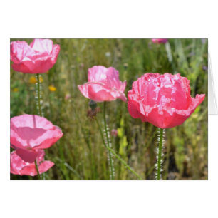Cartão Poppies Islandeses Rosa