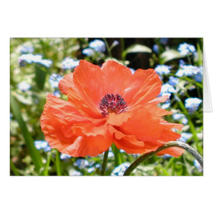 Cartão Poppy