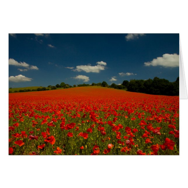 Cartão Poppy Field sob um Céu de Verão (Frente Horizontal)