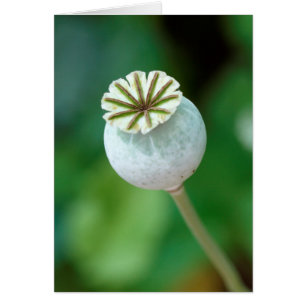 Cartão Poppy Flower Head Seed, Western Cape