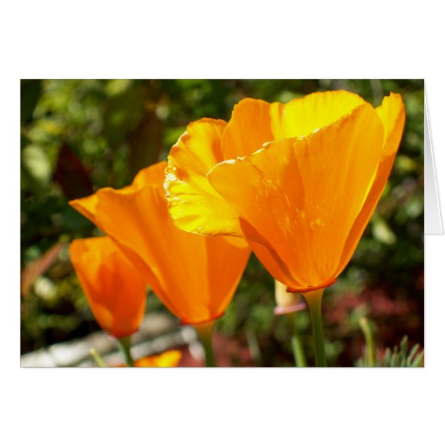 Cartão Poppy Trio (Frente Horizontal)