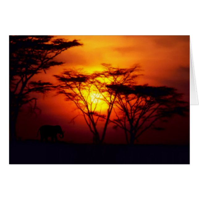 Cartão Pôr do Sol Africano (Frente Horizontal)