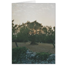 Pôr do sol no olival