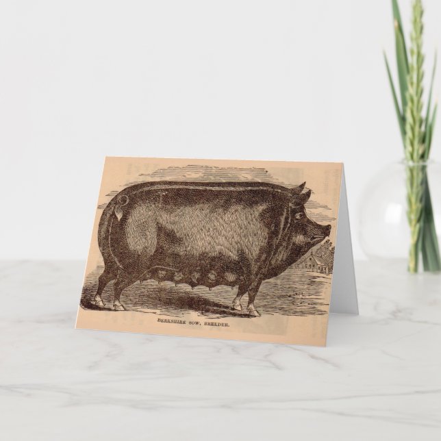 Cartão Porco do século XIX impressão Berkshire porca n.o  (Frente)
