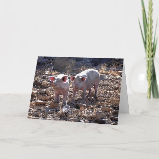 Cartão Porcos (Frente)