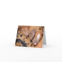 Porquinhos fofos britânicos Oxford Sandy & Black