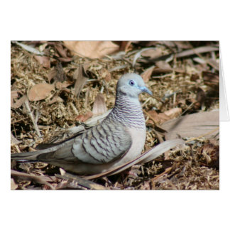Cartão Porta pacífica - Geopelia placida
