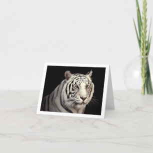 Cartão Portrait of a White Bengal Tiger