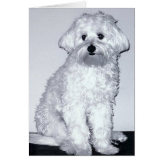 Cartão Pose branca do filhote de cachorro