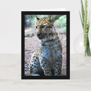 Cartão Pose de Leopardo