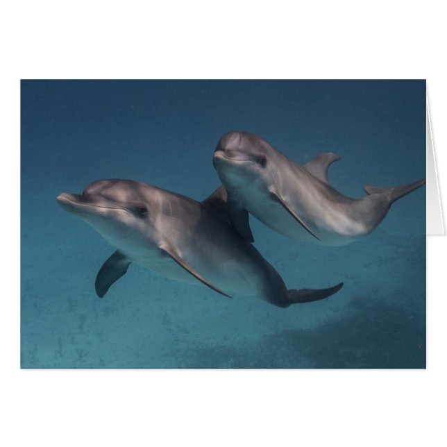 Cartão Pose Reprodutiva (Frente Horizontal)