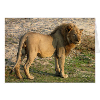 Cartão Posição do leão (dos Lions Clube) (Katavi,