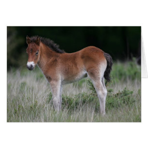 Cartão Posição do potro