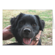 Posse do Cocker Spaniel para a Câmera