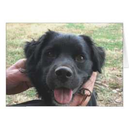 Cartão Posse do Cocker Spaniel para a Câmera