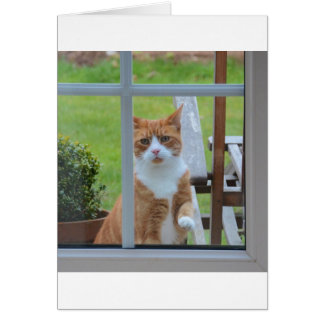 Cartão Posso Entrar Em Pumpkin?