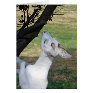 Cartão Posso Subir Nesta Árvore?