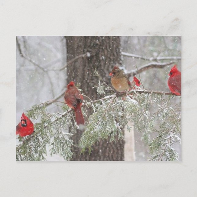 Cartão Postal (Frente)