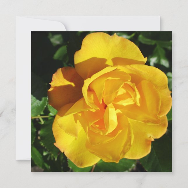 Cartão postal (Frente)