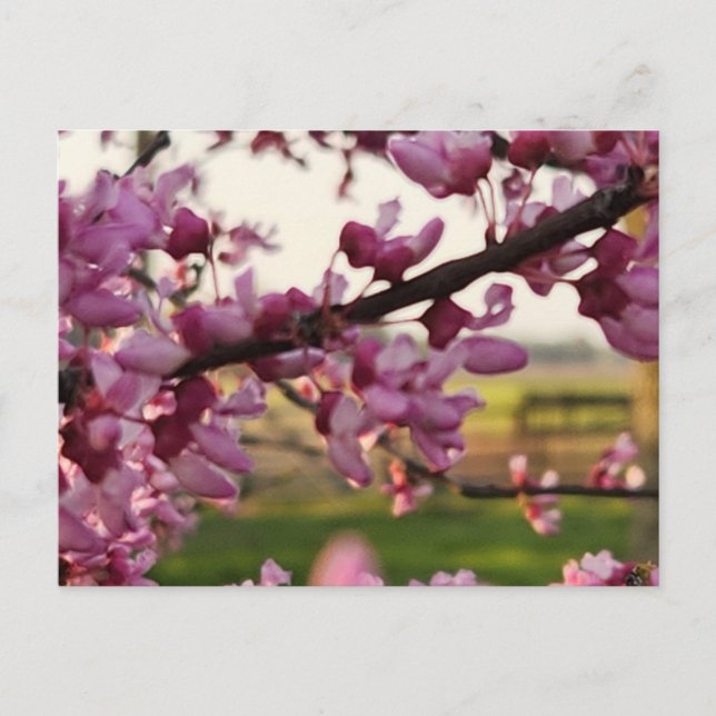 Cartão postal (Frente)