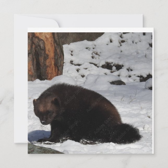 Cartão postal (Frente)