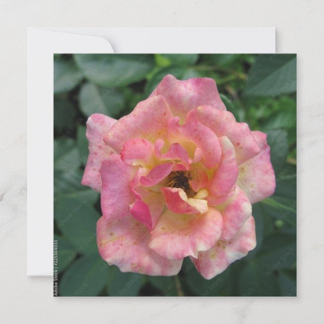 Cartão postal (Frente)