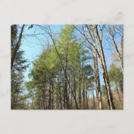 Cartão postal