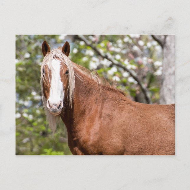 Cartão postal (Frente)