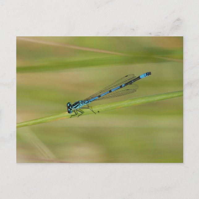 Cartão postal (Frente)