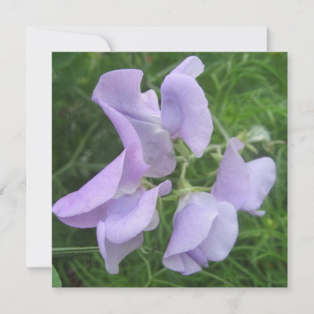 Cartão postal (Frente)