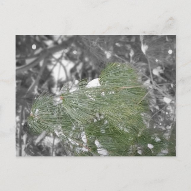 Cartão postal (Frente)