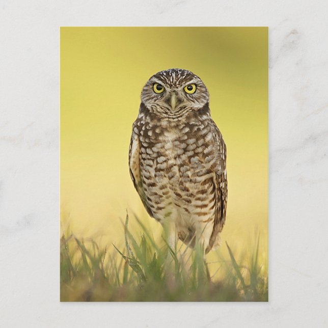 Cartão postal (Frente)