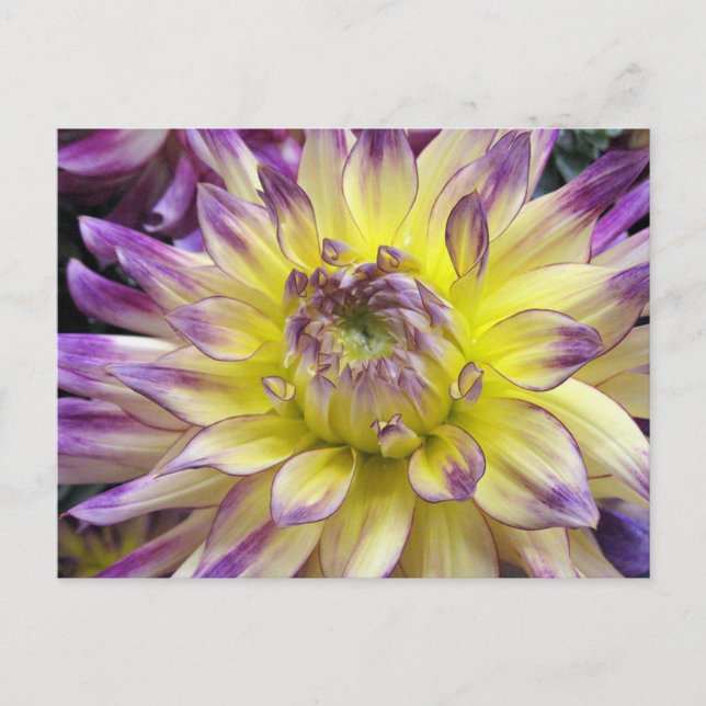 Cartão Postal (Frente)