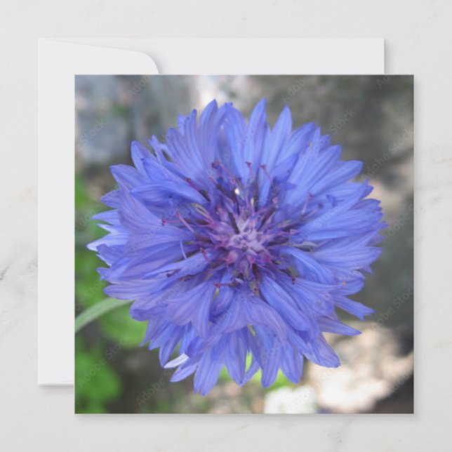 Cartão postal (Frente)