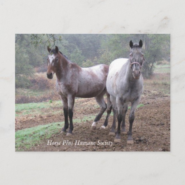 Cartão Postal (Frente)