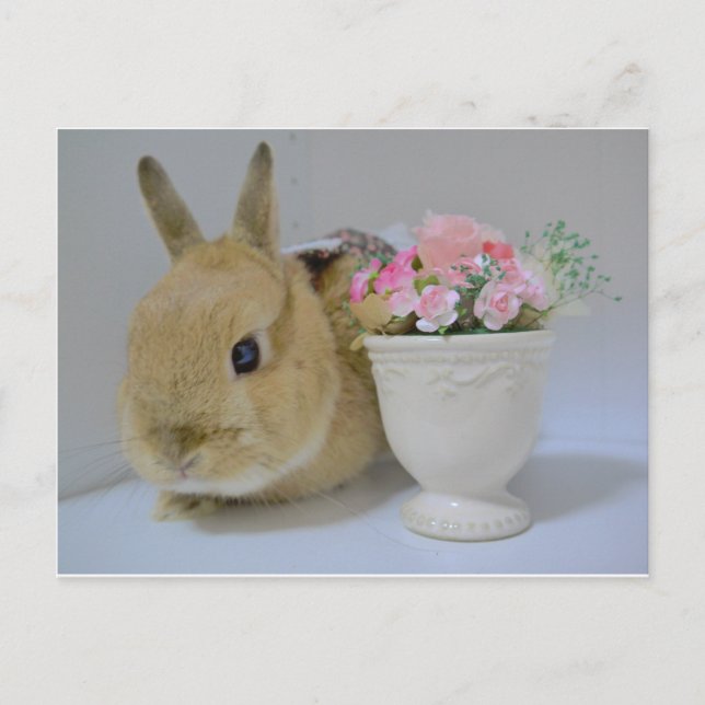 CARTÃO POSTAL か わ い い う さ ぎ (Frente)