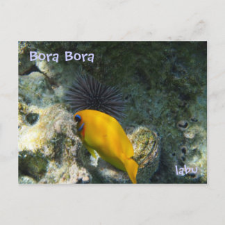 CARTÃO POSTAL ウ ニ と 熱 魚 帯