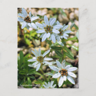 CARTÃO POSTAL コ ウ ラ ウ ス ユ イ キ ソ ウ高麗薄雪草