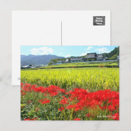 CARTÃO POSTAL ヒガンバナ