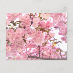 Cartão Postal 八 重 桜 (floração de cereja dupla):Cartão p