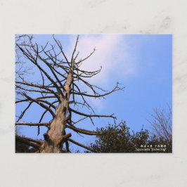 Cartão Postal 柳 生 の 里"十 兵 衛 杉s":Cartão postal