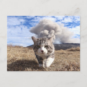 CARTÃO POSTAL 野 良 猫 ニ ン ャ 【 吉 活 動 期 】